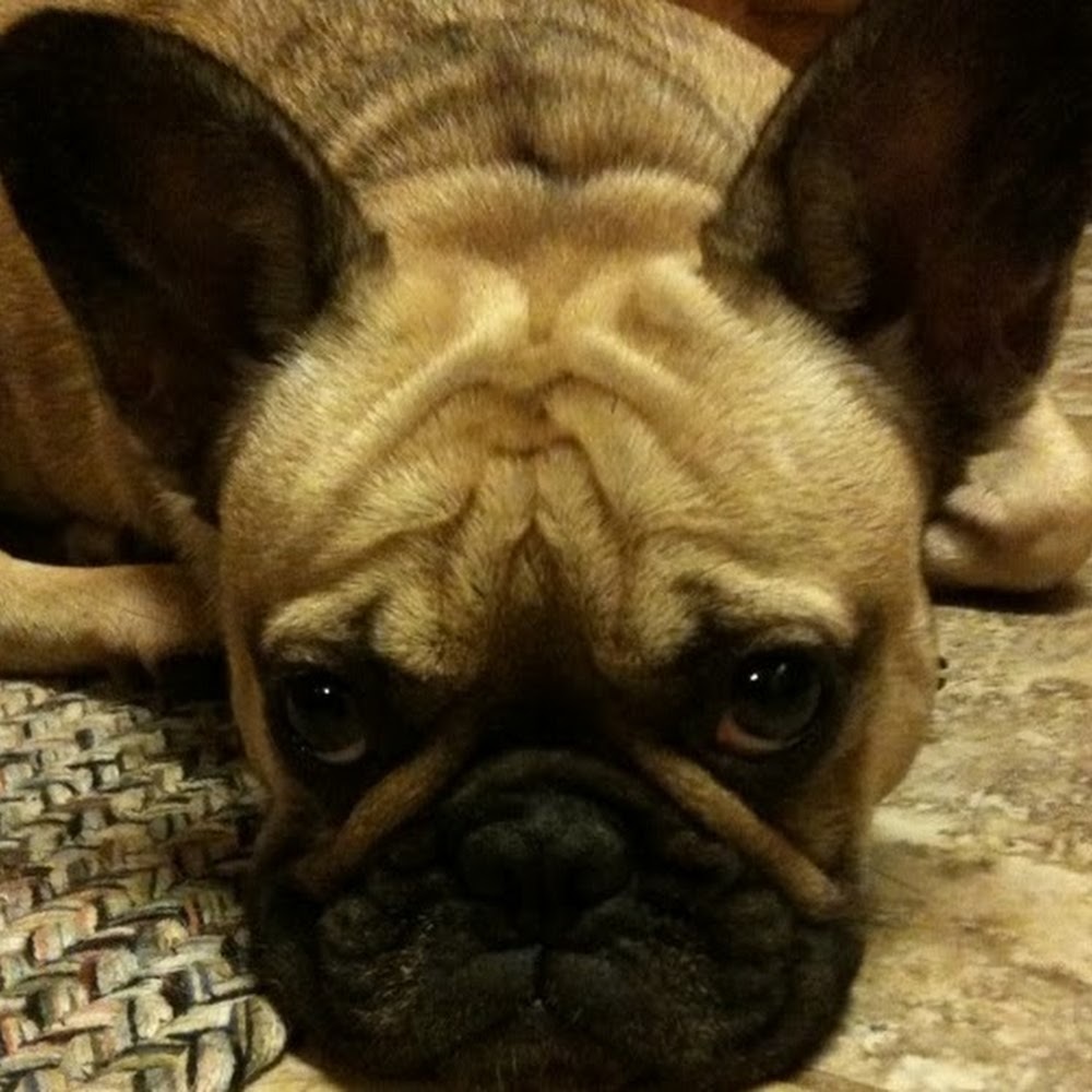 Meet your Posher, Sophie